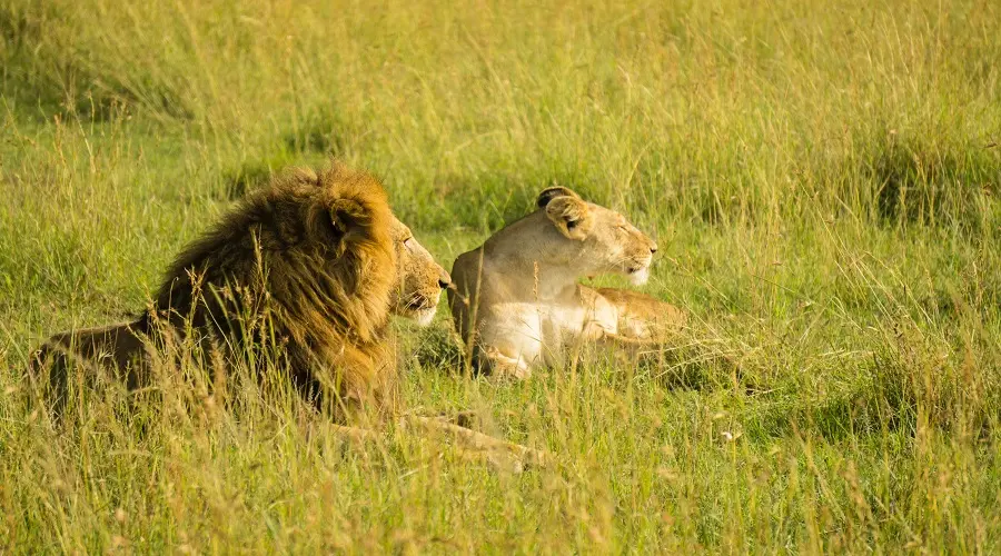 Safari game drive on 3 day Tanzania safari experience